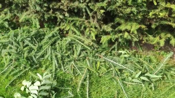 Äste Einer Abgeschnittenen Hecke Liegen Auf Dem Gras Schneiden Der — Stockvideo