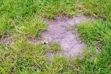 Ölü noktalı yeşil çimen. Hastalık yeşil çimlere ve kötü durumda çimlere zarar veriyor. Çayır çaylağı