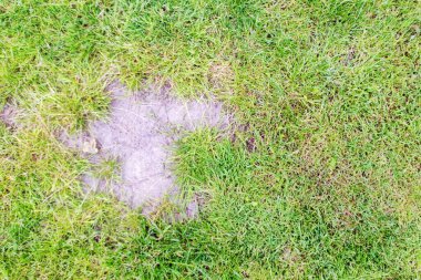 Haşereler ve hastalıklar yeşil çimlerde hasara yol açar.