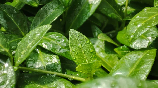 Капли Дождя Листья Мокрое Растение Дроплет — стоковое фото