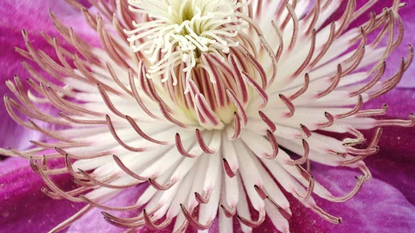 Flor Macro Clematis Primer Plano Violeta Floración Clematis — Foto de Stock