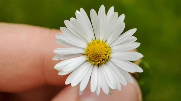 Män Händer Som Håller Vacker Tusensköna Gräsmatta Bakgrund — Stockfoto