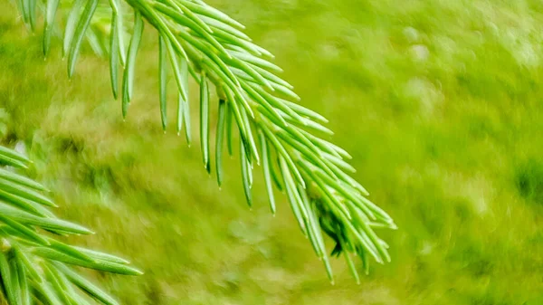 冷杉的背景落叶松分枝 幼小的亮绿色针叶在模糊的自然背景上 — 图库照片