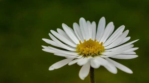 Closeup Macro Daisy Flower Blossom Macro Daisy Field — Stock Photo, Image