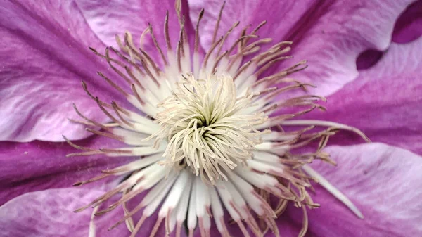 Flor Macro Clematis Primer Plano Violeta Floración Clematis — Foto de Stock