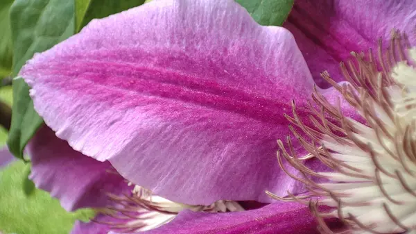 Macro Clematis Flower Closeup Violeta Florescendo Clematis — Fotografia de Stock