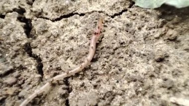 Solucan yerde saklanıyor. Toprağın içinde sürünen solucan.