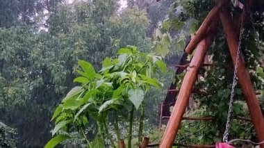  Bahar günü yemyeşil bitkilerde sağanak yağmur. Yağmurlu bir gün. Taze doğa. Yağmur ormanları. Hızla yağan yağmur yaklaşıyor. Sağanak.