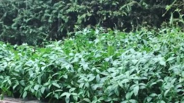  Bahar günü yemyeşil bitkilerde sağanak yağmur. Yağmurlu bir gün. Taze doğa. Yağmur ormanları. Hızla yağan yağmur yaklaşıyor. Sağanak.