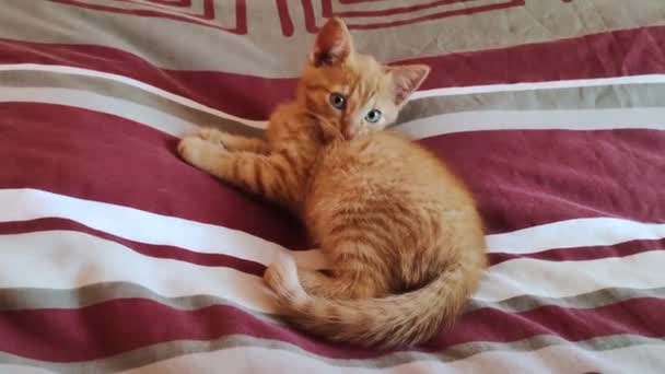 小猫咪在床上玩耍 家养红姜猫在家里玩耍 健康可爱的家养宠物和猫 — 图库视频影像