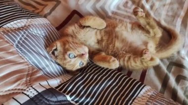 Genç kedi yatakta oynuyor. Evcil kızıl kedicik evde oynuyor. Sağlıklı sevimli evcil hayvanlar ve kediler