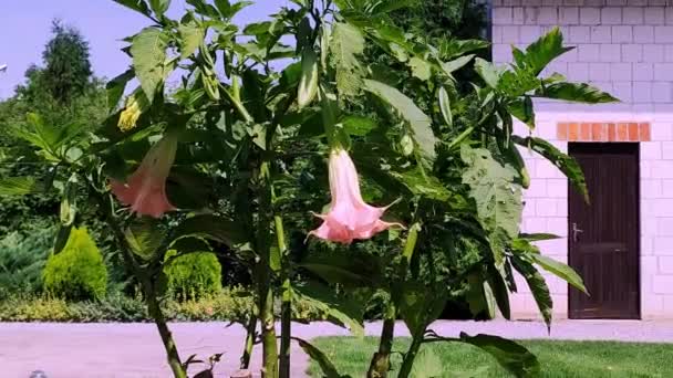 Datura Λουλούδι Φυτό Στον Κήπο Στο Σπίτι Έννοια Βοτανολογίας Κηπουρική — Αρχείο Βίντεο