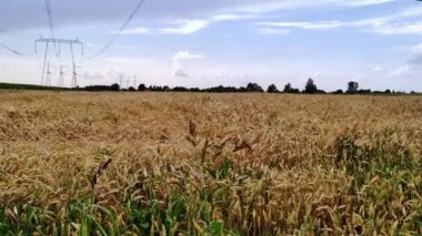 Buğday tarlası. Altın buğday tarlası ve güneşli bir gün. Zengin hasat veya tarımsal üretim kavramı. Altın buğday kulakları yakın mesafede. 