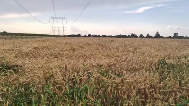 Vete Gröda Fält Gyllene Vetefält Och Solig Dag Begreppet Rik — Stockvideo