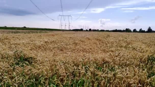 Пшеничное Поле Золотое Пшеничное Поле Солнечный День Концепция Богатого Урожая — стоковое видео