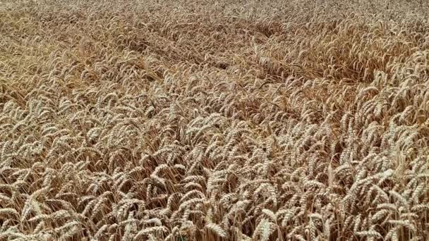 Buğday Tarlası Altın Buğday Tarlası Güneşli Bir Gün Zengin Hasat — Stok video