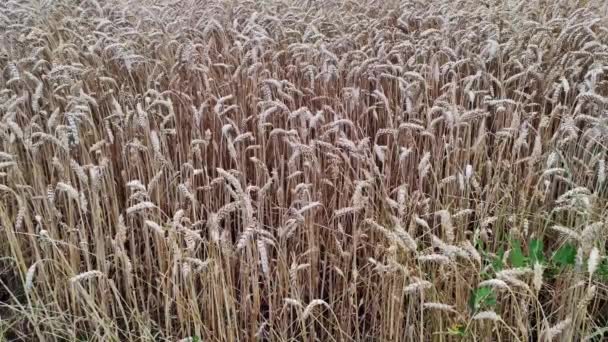 Поле Вирощування Пшениці Золоте Пшеничне Поле Сонячний День Концепція Багатих — стокове відео