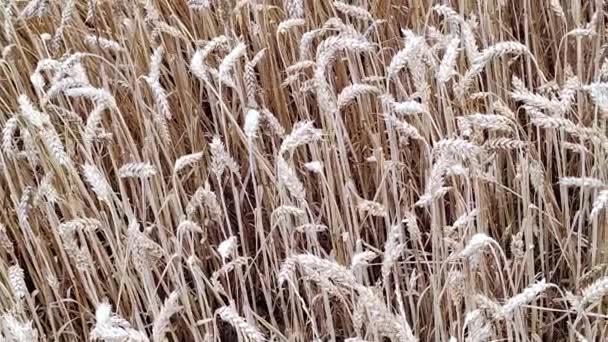 コムギ畑だ 黄金の小麦畑と晴れた日 豊かな収穫や農業生産の概念 黄金の小麦の耳を閉じる — ストック動画