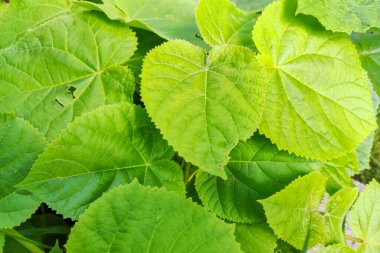 Bahçedeki Paulownia Tomentosa ağacının yaprakları. Paulownia bitkisinin kapanış yaprağı