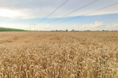 Kırsal kesimde buğday tarlası. Tarım çiftliği geçmişi. Hasat mevsimi
