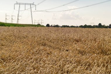 Kırsal kesimde buğday tarlası. Tarım çiftliği geçmişi. Hasat mevsimi