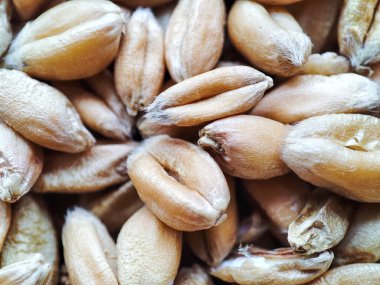 Buğday makrosu. Kepekli buğday tanelerini yakından çek. Tarım ya da tarım gıda konsepti. Tahılın fiyatı, hasat edilen mahsul.