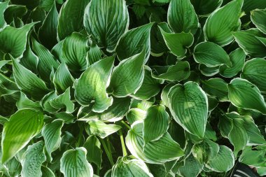 Yeşil yapraklar arka plan. Eko duvar kâğıdı, yeşillik arka planı. Açık yaprak dokusu