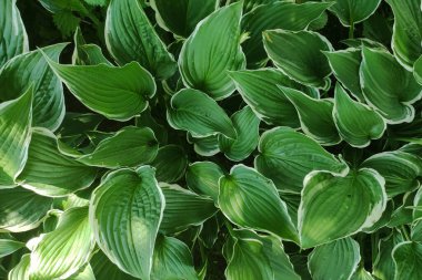 Yeşil yapraklar arka plan. Eko duvar kâğıdı, yeşillik arka planı. Açık yaprak dokusu