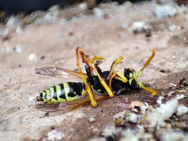 Dead wasp shows insect desease. The sting of a wasp closeup.