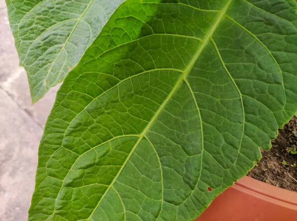 Datura Yapraklarına Yakın Çekim Yeşil Zehirli Yapraklar Bahçesinde — Stok fotoğraf