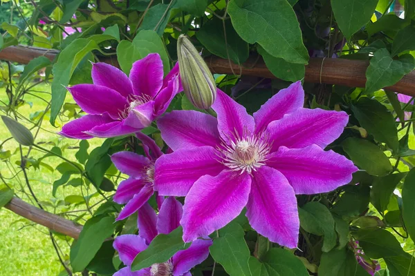 Blüte Clematis Blühen Natürliche Lila Frühlingsblume Hintergrund Gartenkonzept — Stockfoto