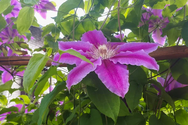 Fioritura Fiore Clematide Pianta Naturale Viola Primaverile Fiore Giardinaggio Concetto — Foto Stock