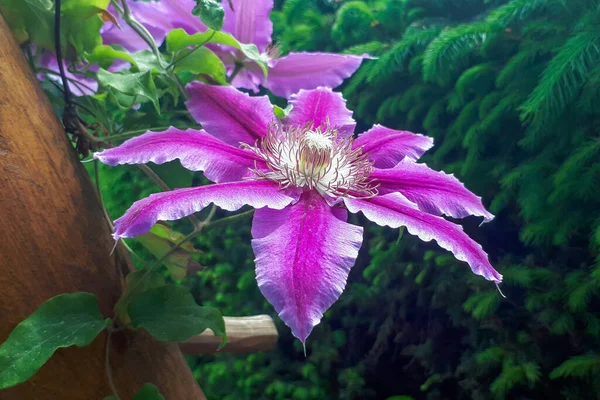 Fioritura Fiore Clematide Pianta Naturale Viola Primaverile Fiore Giardinaggio Concetto — Foto Stock