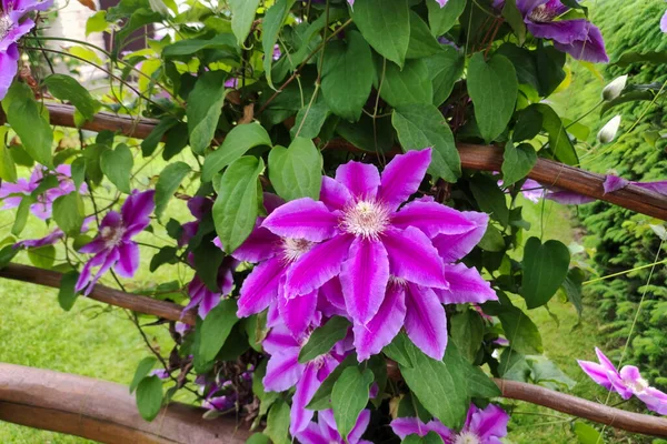 Blüte Clematis Blühen Natürliche Lila Frühlingsblume Hintergrund Gartenkonzept — Stockfoto