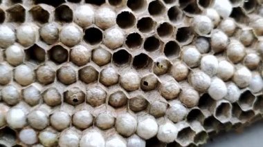 Arı kovanının içinde altıgen yapılar ve yumurtalar var. Larvalı bir yuvada Vespula vulgaris, makro görüş. Bir eşek arısı ailesinin yuvası.