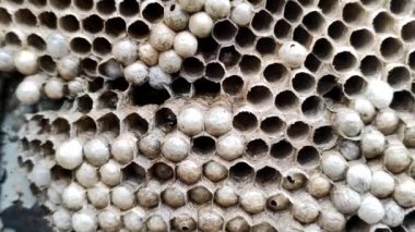 Arı kovanının içinde altıgen yapılar ve yumurtalar var. Larvalı bir yuvada Vespula vulgaris, makro görüş. Bir eşek arısı ailesinin yuvası.