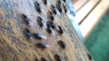 Karıncaların çiftleşme dönemi. Kanatlı Karınca Sürüsü. Macro Karınca Kraliçesi