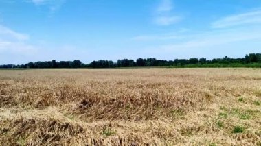 Yazın mavi gökyüzü manzaralı buğday tarlası