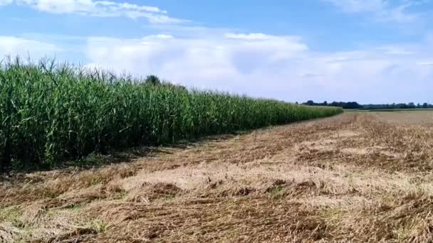 Rolnictwo Uprawa Kukurydzy Ścierniwa Obok Niej — Wideo stockowe