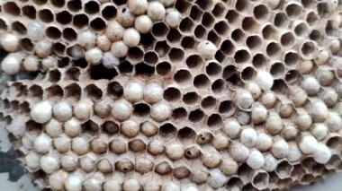 Arı kovanının içinde altıgen yapılar ve yumurtalar var. Larvalı bir yuvada Vespula vulgaris, makro görüş. Bir eşek arısı ailesinin yuvası.