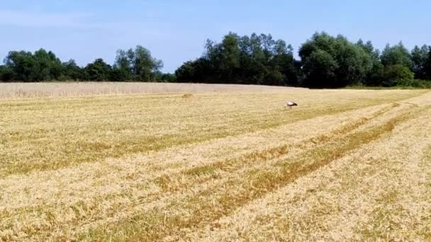 Пшеничное Поле Небесный Пейзаж Сельское Хозяйство Время Сбора Урожая — стоковое видео