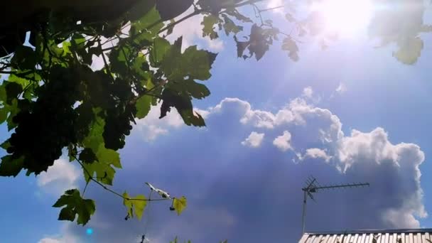Ramuri Verzi Viță Vie Cer Albastru Nori Raze Soare — Videoclip de stoc