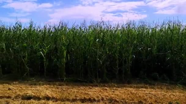 Campo Del Maíz Día Soleado Cultivo Maíz Ecológico — Vídeos de Stock