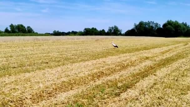 Majsfält Solig Dag Majs Växer Ekologiskt — Stockvideo