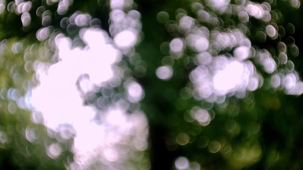 Light Green Nature Abstract Background Blur Green Environment Pattern — Stock Video