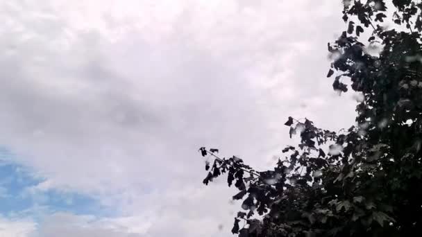 Bewölkter Tag Weißer Himmel Und Äste Natürlicher Outdoor Hintergrund — Stockvideo