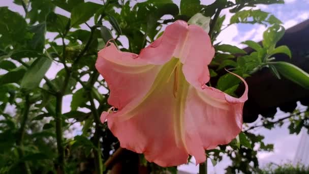 Flor Floreciente Datura Datura Una Flor Venenosa Jardín — Vídeos de Stock