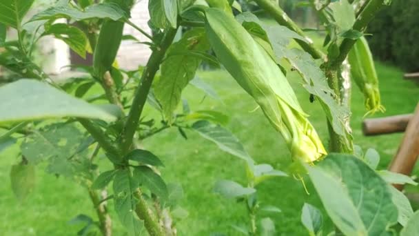 Flor Floreciente Datura Datura Una Flor Venenosa Jardín — Vídeos de Stock