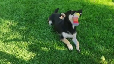 Şirin köpek dışarıdaki çimlerde küçük oyuncakları ısırıyor. Neşeli ve mutlu köpek yavrusu.