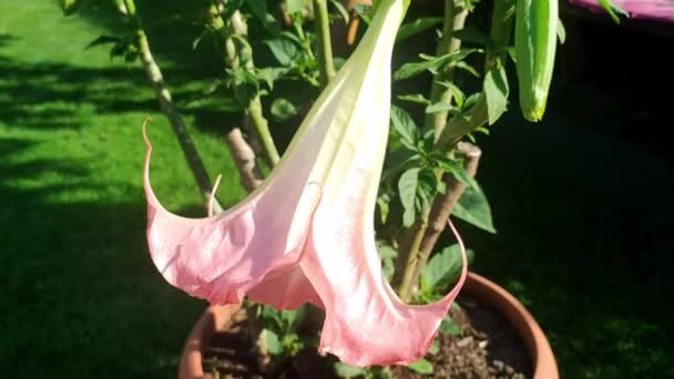 Ανθισμένο Λουλούδι Της Datura Datura Ένα Δηλητηριώδες Λουλούδι Στον Κήπο — Αρχείο Βίντεο